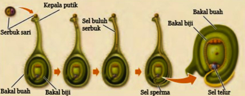 Gambar Kemotropisme